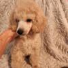 Miniature poodle will weigh about 10-13 lbsBeautiful boPartially housevrokeny