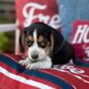 AKC BEAGLES CHAMPION SIRED