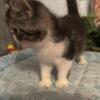 CFA Reg Exotic Shorthair Male #4, Gorgeous!