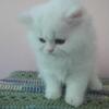 UNIQUE WHIITE PERSIAN KITTEN