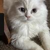 Persian  Cat