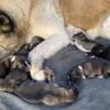 American Akitas, New Litter, Ready Now, Full Blooded, Affordable,