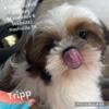 TRIPP SUPER SWEET LOVING BUBBLY SHIH TZU PUPPY BOY READY NASHVILLE TN