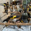 European Goldfinches - Beautiful Bird - Finches - Start Your Avaiary