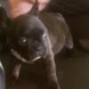 French bulldog