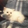 Stella | Female, Pure Bred, Doll Face Persian Kitten (CFA)