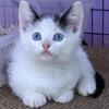 Munchkin Minskin Kitten ready for Xmas!
