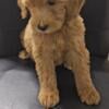 2.5 month old puppy.  Goldendoodle Boy puppy.