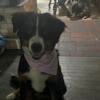 Bernese mountain dog for sale