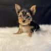 Male yorkies 
