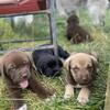 Newfoundland x English Mastiff mix farm puppies