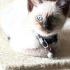 Purebred Siamese kittens 