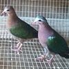 Doves green for sale