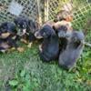 AKC DOBERMAN PUPPIES