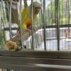 Conures 6 months old