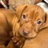 Vizsla Puppies! Ready soon for new homes!