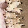 AKC English Labrador Retrievers