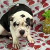 olde English bulldogge puppy