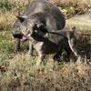 Only 1 female left Blue/Brindle French Bulldog Puppy – 12 Weeks – AKC – Vaccinated