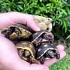 Baby Sulcata and Redfoots for sale