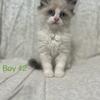 Full ragdoll male kitten kittens