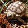 baby sulcata tortoise