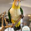 White Bellied Caique
