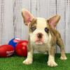 Gorgeous American Bully Puppy