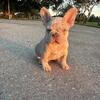 French Bulldog Puppy for sale