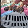 Full AKC Registered Dobeman puppies | Fully vacanated | Parents onsite.