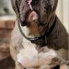 Merle Hybrid Mastiff