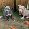 Pocket American Bully Females Looking For Their Forever Home