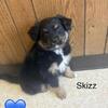 Pure Australian Shepherd