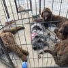 Bernedoodle puppies reduced 