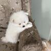 Pomeranian male