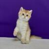 NEW Elite Scottish straight kitten from Europe with excellent pedigree, female. Feay