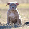 American bully puppies