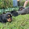 AKC BassetHound Puppies