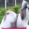 Female shih tzu