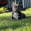 Blue Tri exotic Frenchie pup