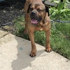 2 boerboel/bullmastiff/corso mix