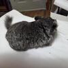 Weaned  female chinchilla