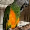 Male Senegal Looking For New Home