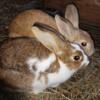 New Zealand Rabbits Born April 15th