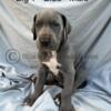 AKC Great Dane Puppies - Blue, Blue Merle & Blue Harlequin