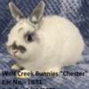 Purebred and Pedigreed Netherland Dwarfs - READY NOW!