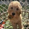 Goldendoodle puppy