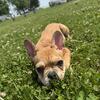 French Bulldog Puppies