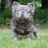 Fluffy Frenchie Stud