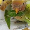 ABSOLUTELY GORGEOUS pied Lovebirds